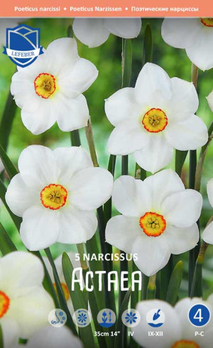 Нарциссы Actaea (Lefeber)
