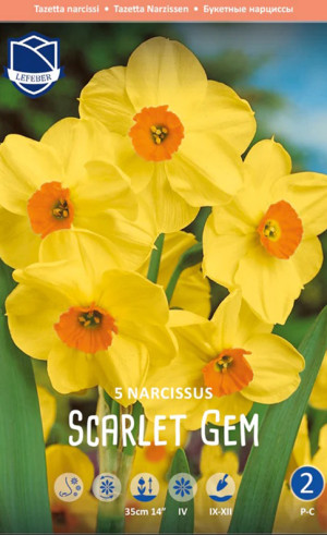 Нарциссы Scarlet Gem (Lefeber)