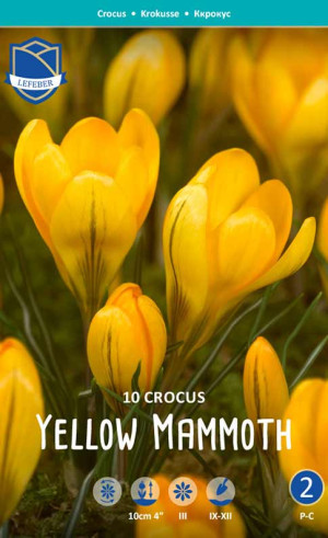 Крокусы Yellow Mammoth (Йеллоу Маммут) (Lefeber)
