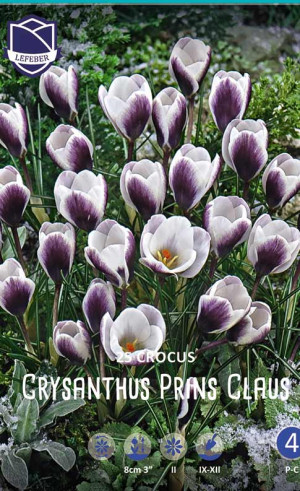 Крокусы chrysanthus Prins Claus (Lefeber)