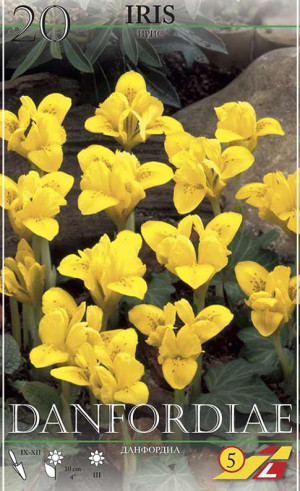 Ирис danfordiae (Lefeber)