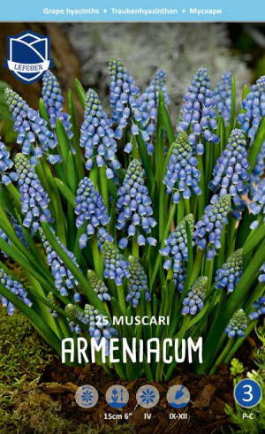 Мускари armeniacum (Lefeber)