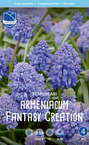 Мускари armeniacum Fantasy Creation (Lefeber)