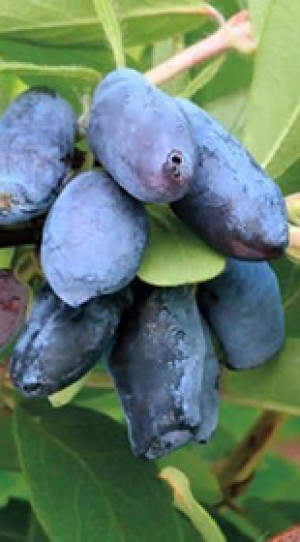 Саженец жимолости Синий утес в конт.Р9 (НС)