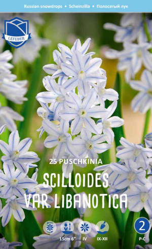Пушкиния scilloides var. libanotica (Lefeber)