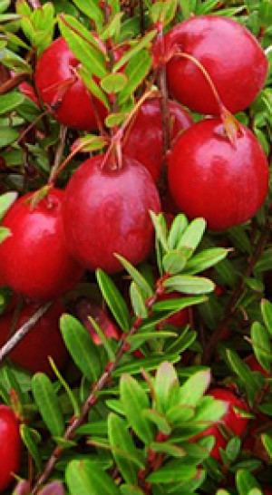 Саженцы Клюква Стивенс Р9