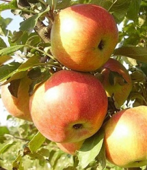 Саженец яблони Весялина, ОКС (НС)