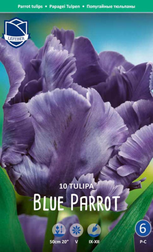 Тюльпаны Blue Parrot (Lefeber)
