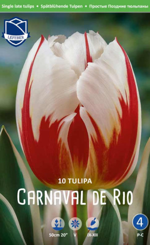 Тюльпаны Carnaval de Rio (Lefeber)