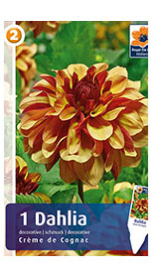 Георгина Creme de Cognac (R. De Ree)