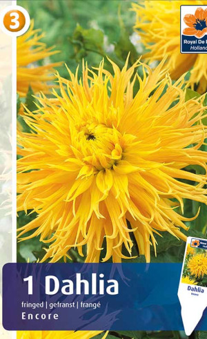 Георгина Encore (R. De Ree)