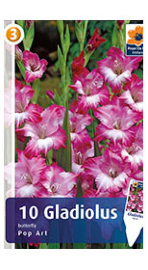 Гладиолус Pop Art (R. De Ree)
