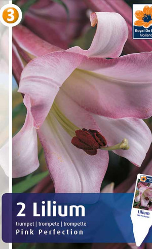Лилия Pink Perfection (R. De Ree)