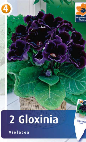 Глоксиния Violacea (R. De Ree)