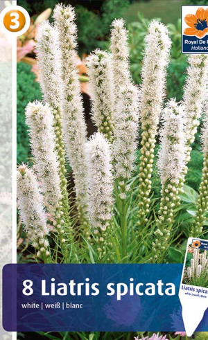 Лиатрис spicata White (R. De Ree)