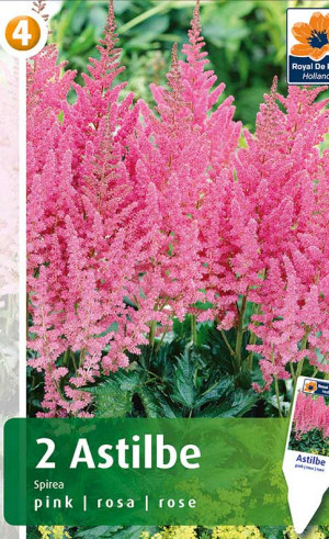 Астильба (Спирея) pink (R. De Ree)