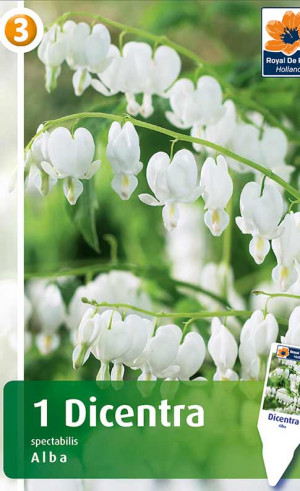 Дицентра spectabilis Alba (R. De Ree)