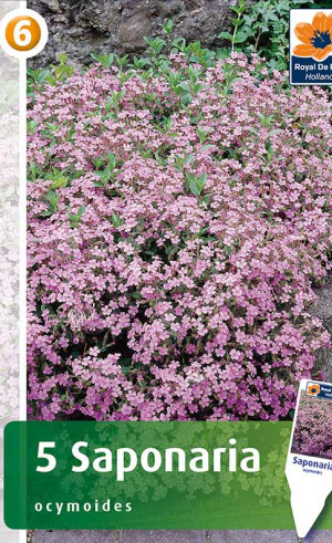Сапонария ocymoides (R. De Ree)