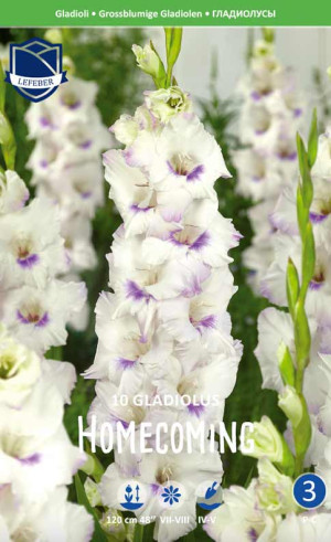 Гладиолус Homecoming (Lefeber)