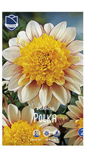 Георгина Polka (Lefeber)