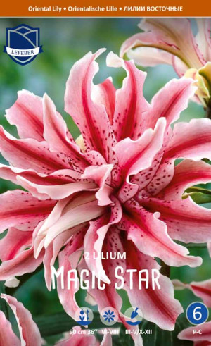 Лилия double Magic Star (Lefeber)