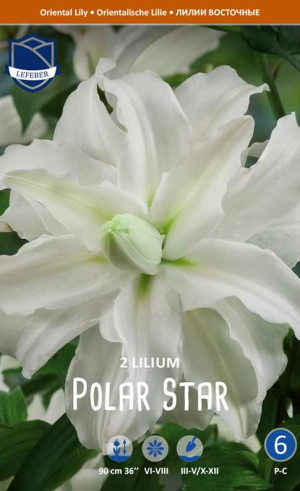 Лилия double Polar Star (Lefeber)