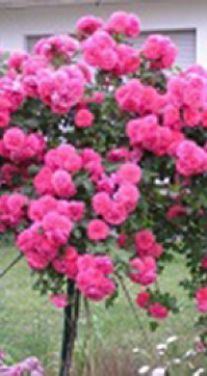 Розы саженцы на штамбе Rosarium Uetersen