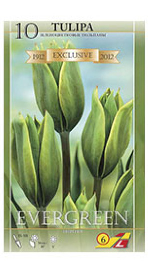 Тюльпаны Evergreen (Lefeber)