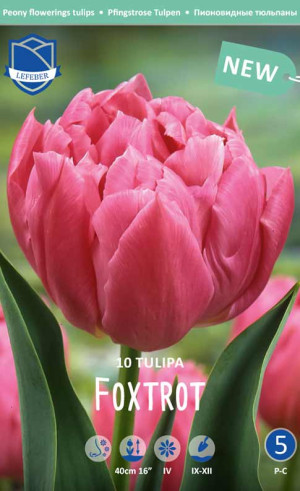 Тюльпаны Foxtrot (Lefeber)