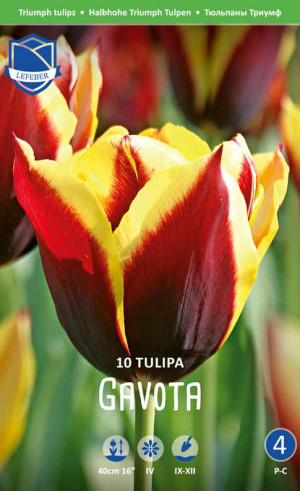 Тюльпаны Gavota (Lefeber)