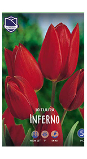 Тюльпаны Inferno (Lefeber)
