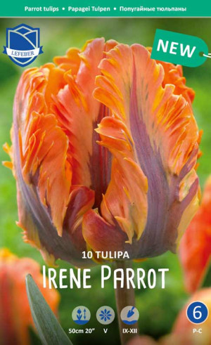 Тюльпаны Irene Parrot (Lefeber)
