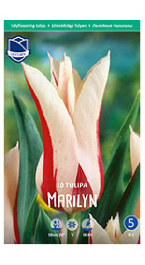 Тюльпаны Marilyn (Lefeber)