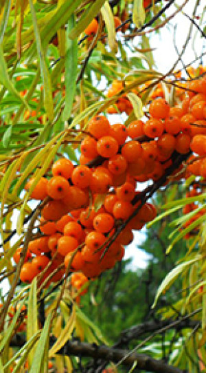 Саженец облепихи Татьяна в конт. С3 (НС)