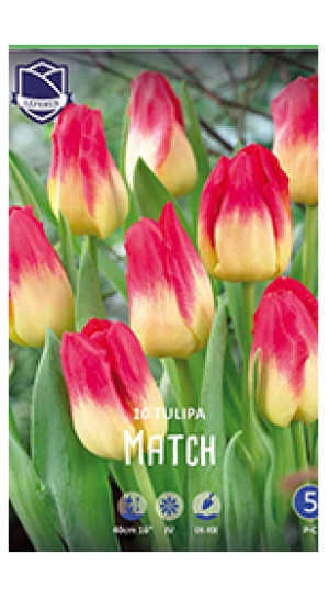 Тюльпаны Match (Lefeber)