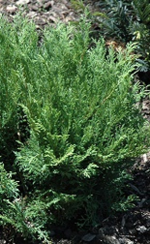 Саженцы Микробиота Якобсен С7.5 НС