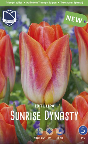 Тюльпаны Sunrise Dynasty (Lefeber)