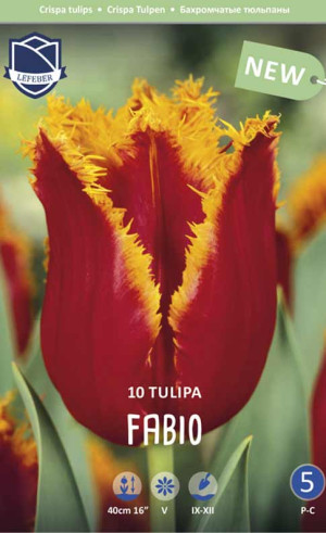 Тюльпаны Fabio (Lefeber)