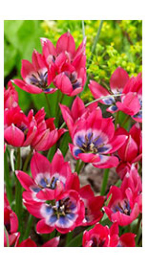 Тюльпаны humilis Little Beauty (Lefeber)