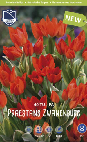 Тюльпаны praestans Zwanenburg (Lefeber)