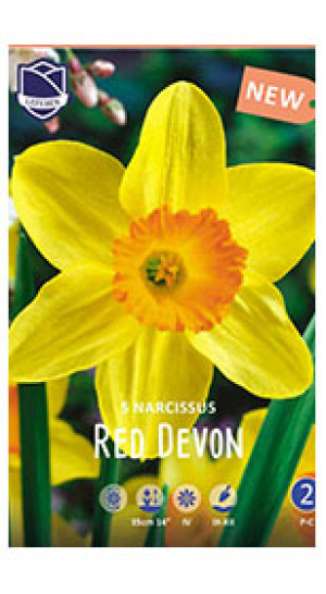 Нарциссы Red Devon (Lefeber)