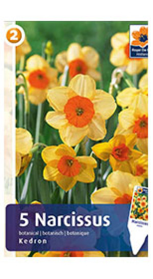 Нарциссы Kedron (R. De Ree)