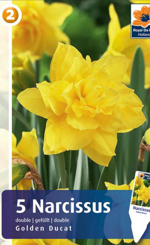 Нарциссы Golden Ducat (R. De Ree)