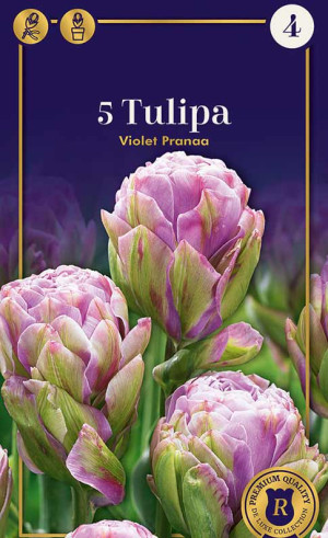 Тюльпаны Violet Pranaa (R. De Ree)