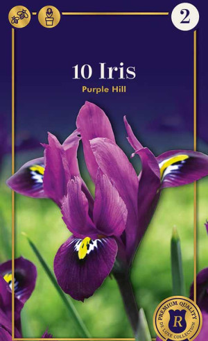 Ирис Purple Hill (R. De Ree)