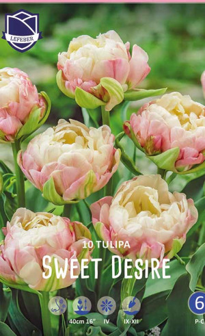 Тюльпаны Sweet Desire (Lefeber)