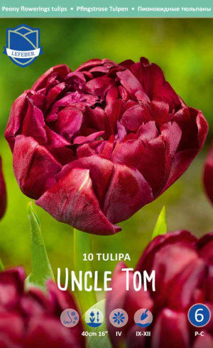 Тюльпаны Uncle Tom (Lefeber)