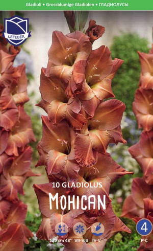 Гладиолус Mohican (Lefeber)
