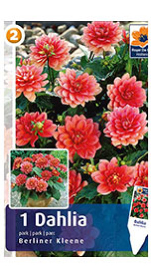 Георгина Berliner Kleene (R. De Ree)