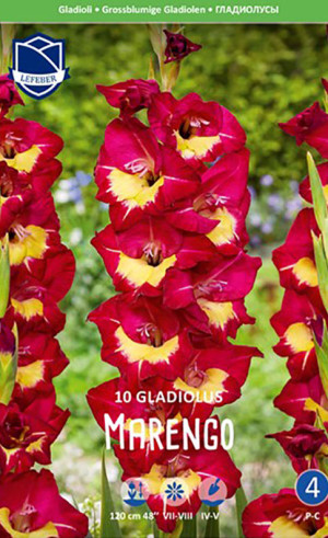 Гладиолус Marengo (Lefeber)